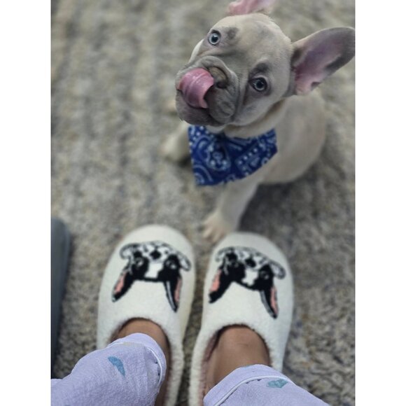 Cute Frenchie French Bulldog Cushioned Fleece House Slippers Shoes US Sizes 6-10 - Picture 1 of 4